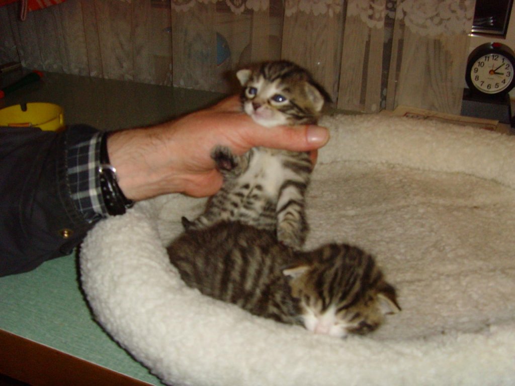Babycats 2008