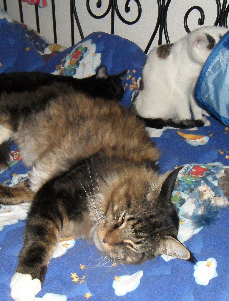 Die Dreierbande auf dem Bett, 2010