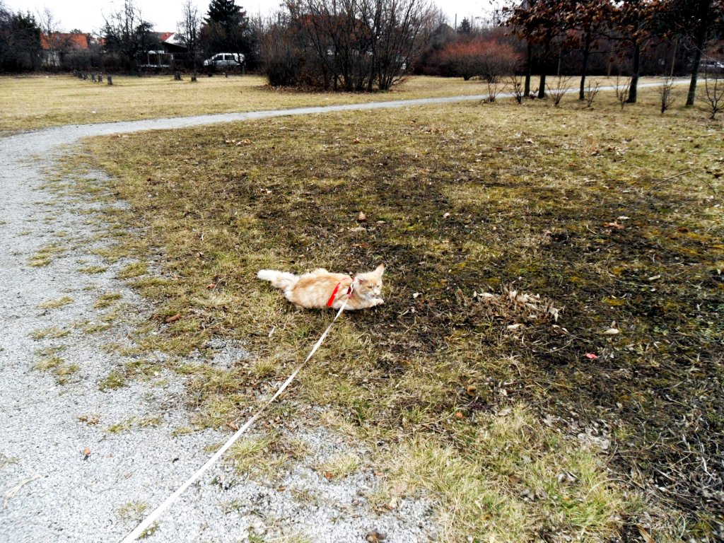 Garfield geht spazieren