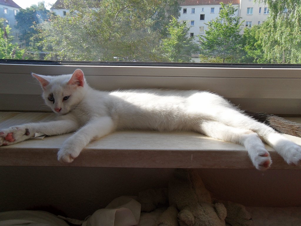 Gucki am Fenster, 2010