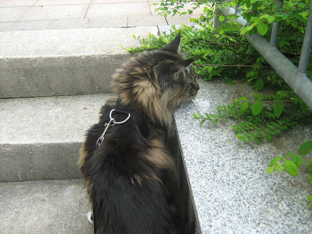 Joschi auf dem Weg zum Hof, 2010