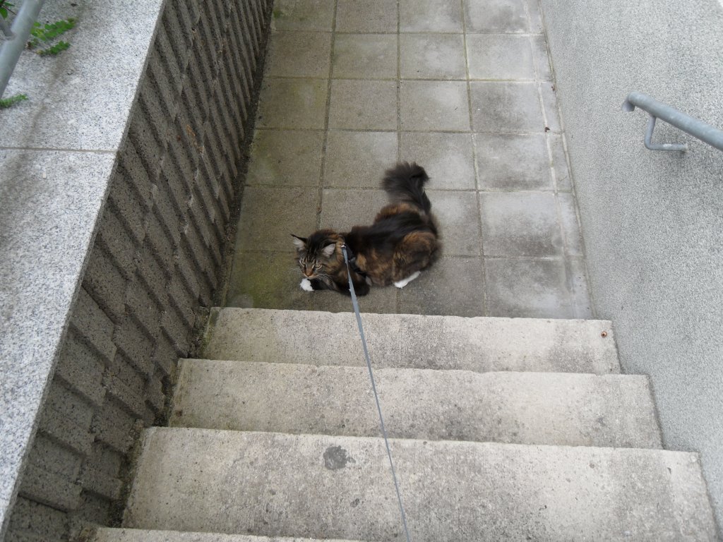 Joschi auf der Kellertreppe, 2010