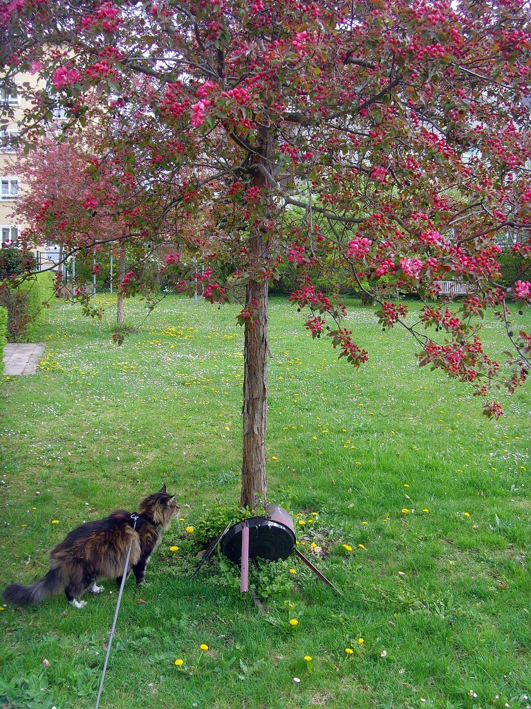 Joschi und die Baumblte, 2011