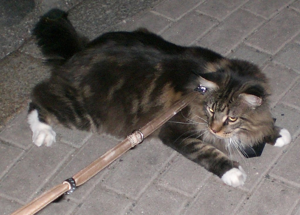Joschi beim bendspaziergang, 2010