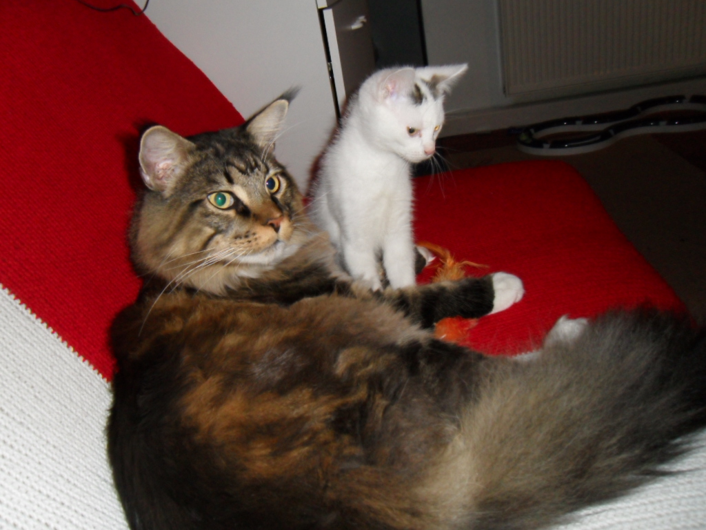 Joschi und das Katzenkind  2010