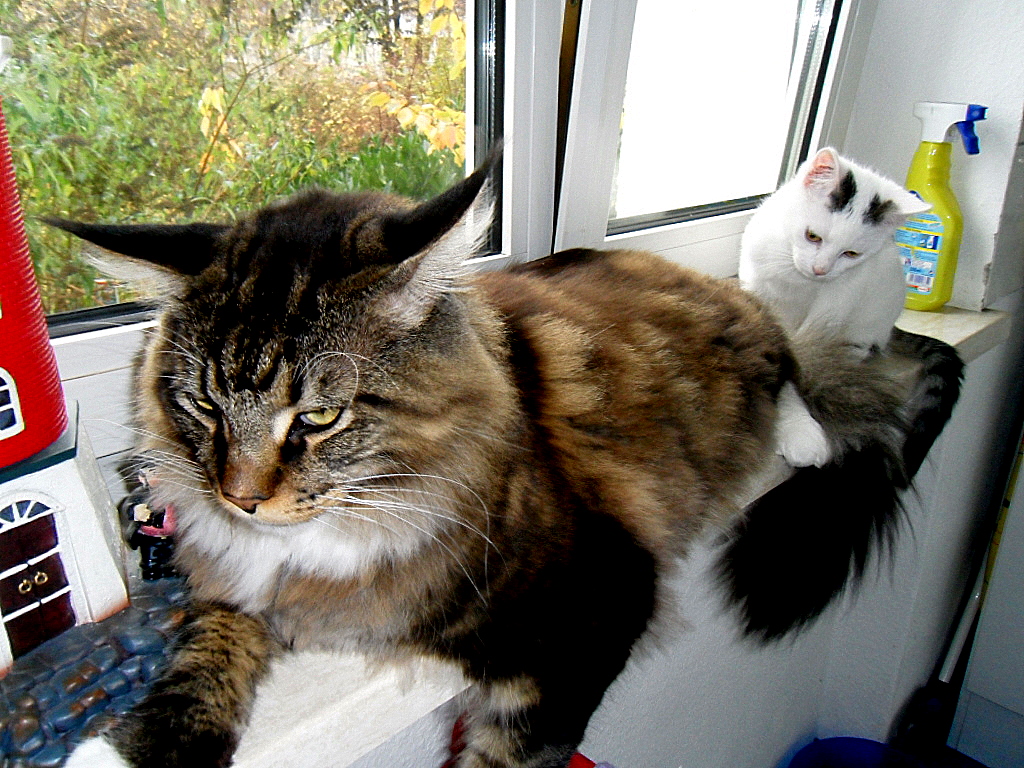 Joschi und das Katzenkind Nov. 2010
