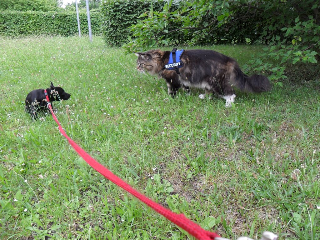 Joschi und der kelien Hund