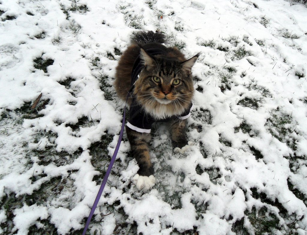 Joschi im Schnee   Nov 2010