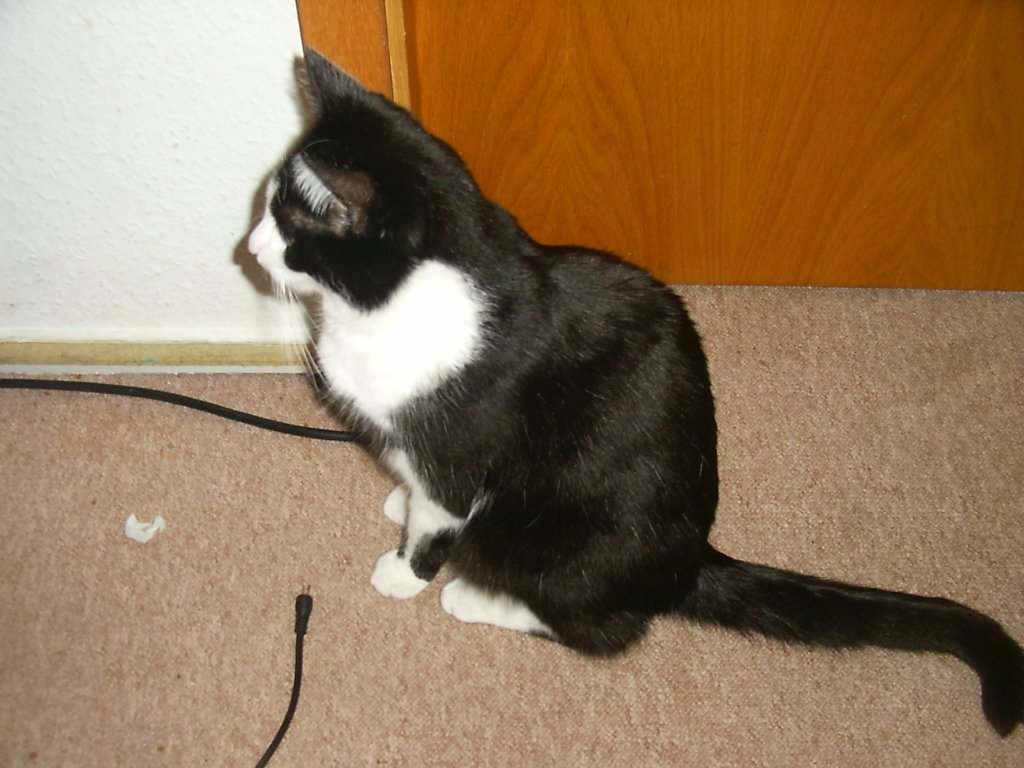 Kater Muserich um 2004