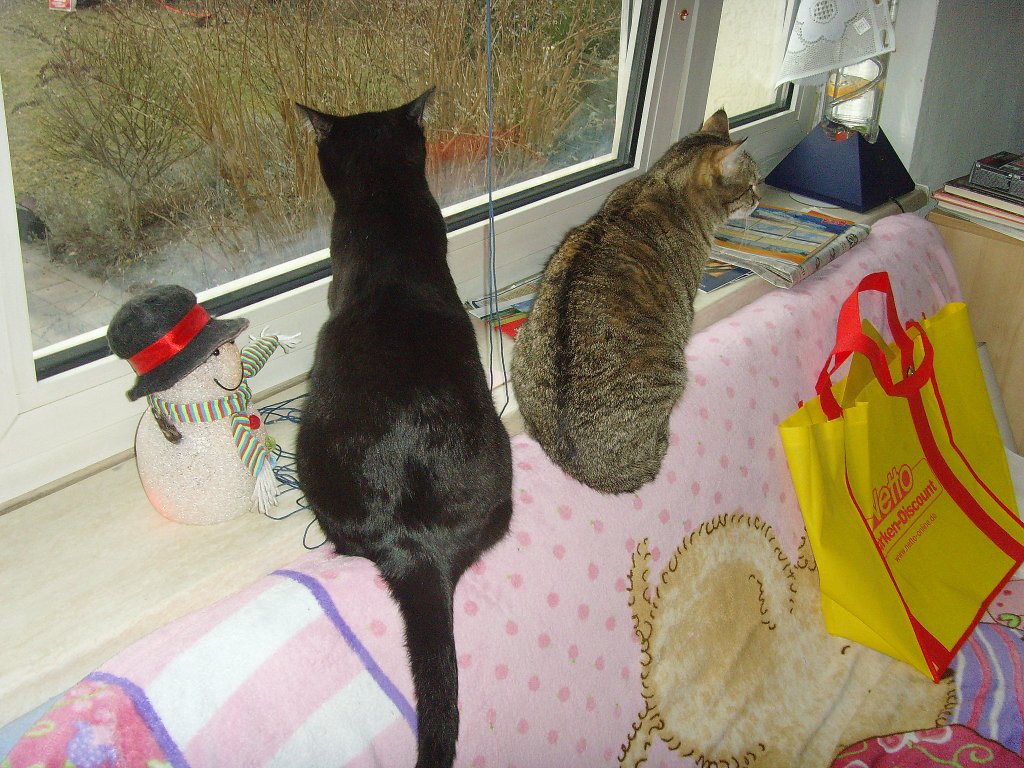 Katzen am Fenster 2011