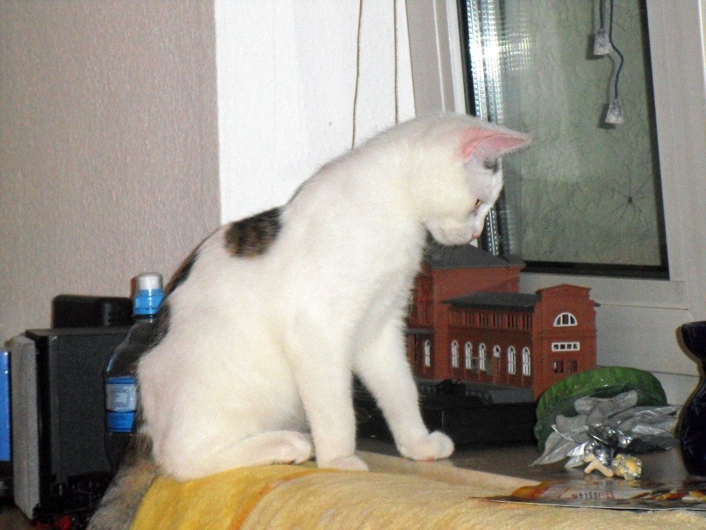 Katzenkind am Fenster