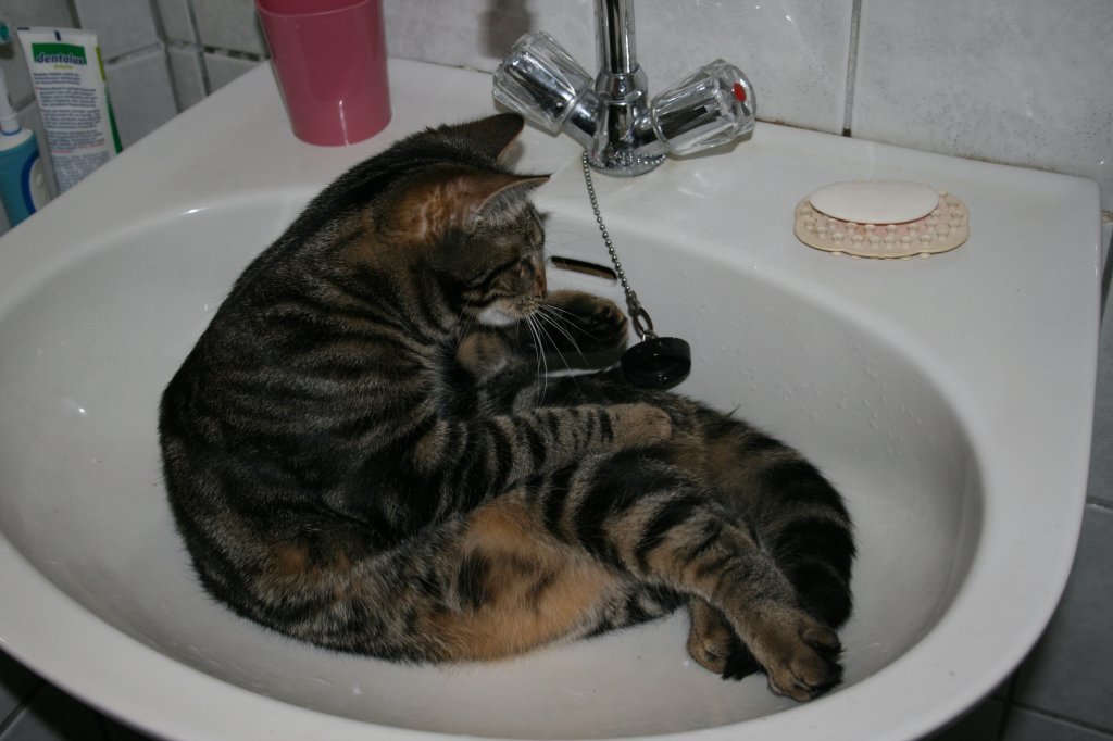 Katzenkind im Waschbecken 2007