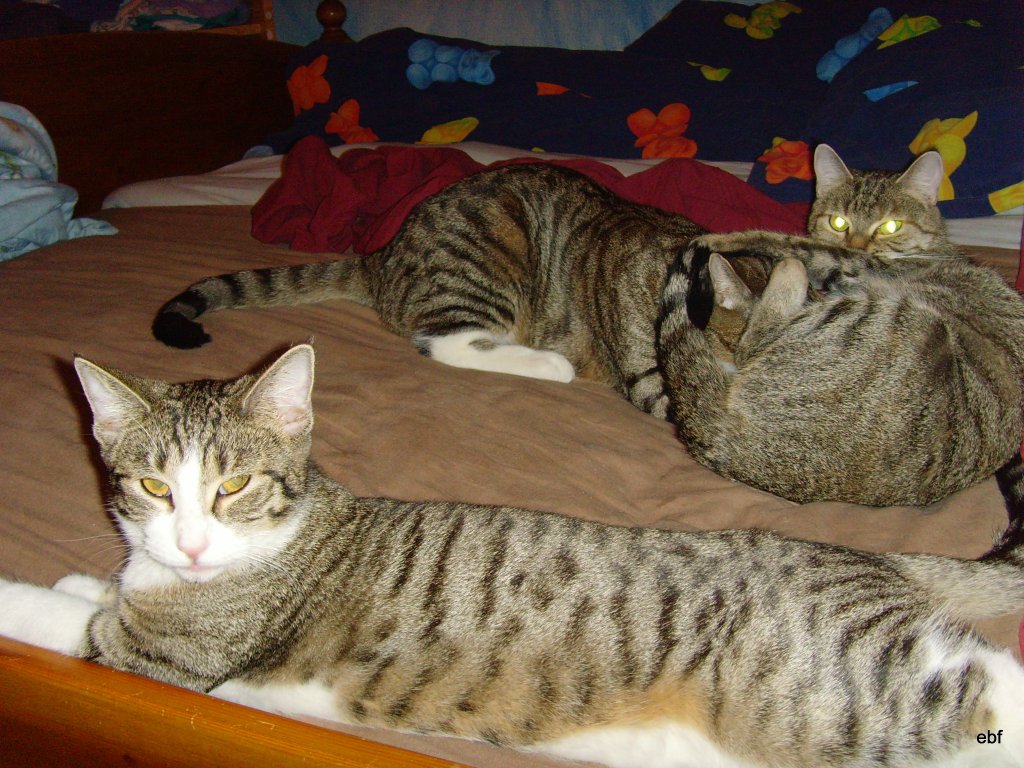 Katzenvolk damals 2007