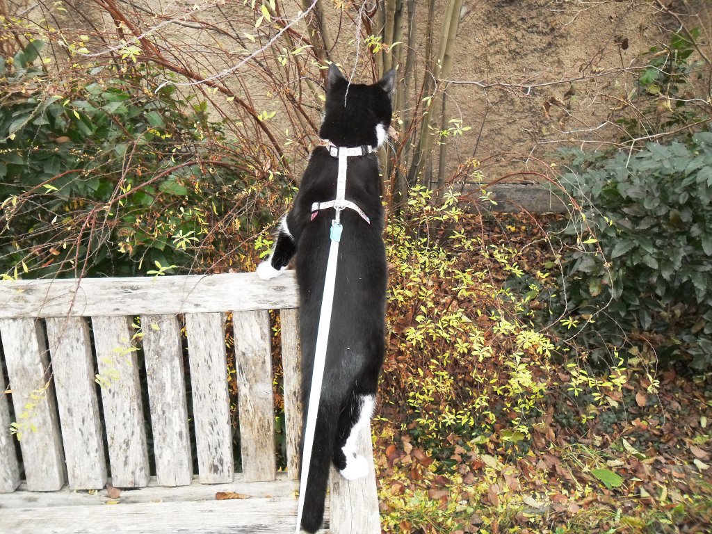 Kitty auf der Bank im Hof