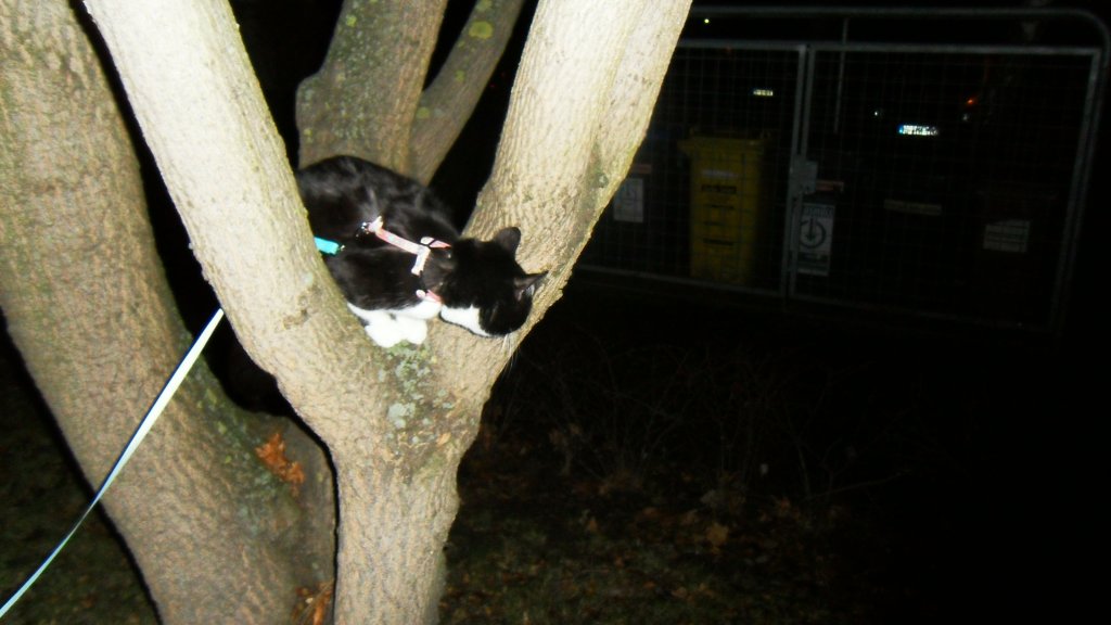 Kitty im Baum