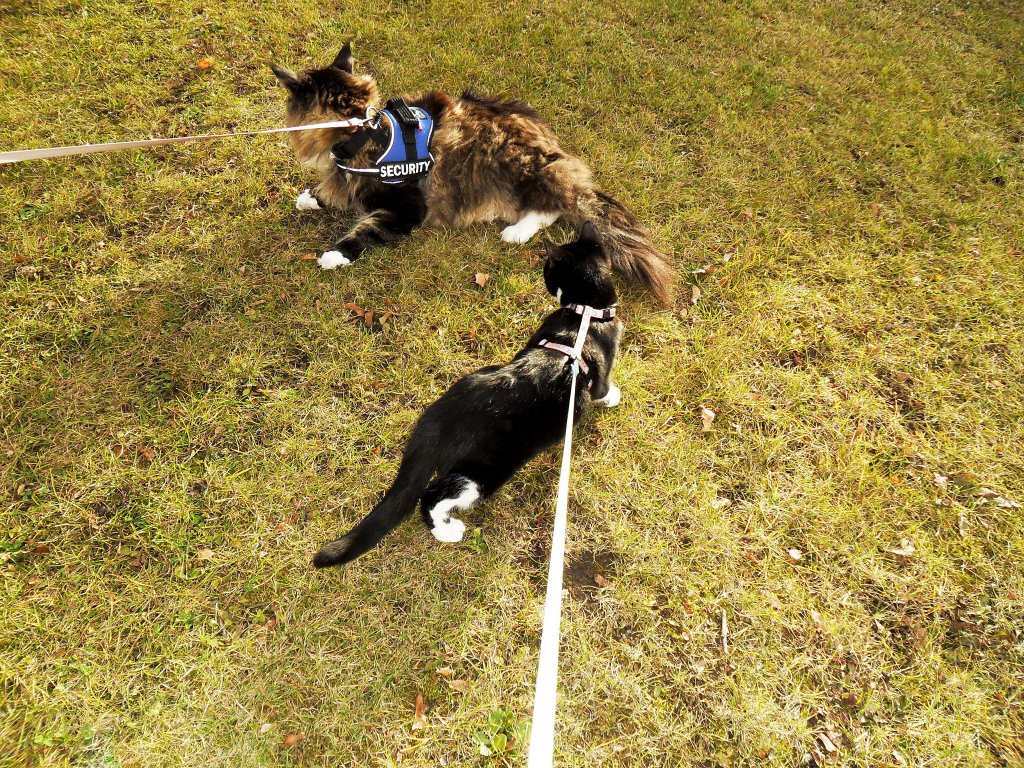 Kitty-Mauzi und Joschi