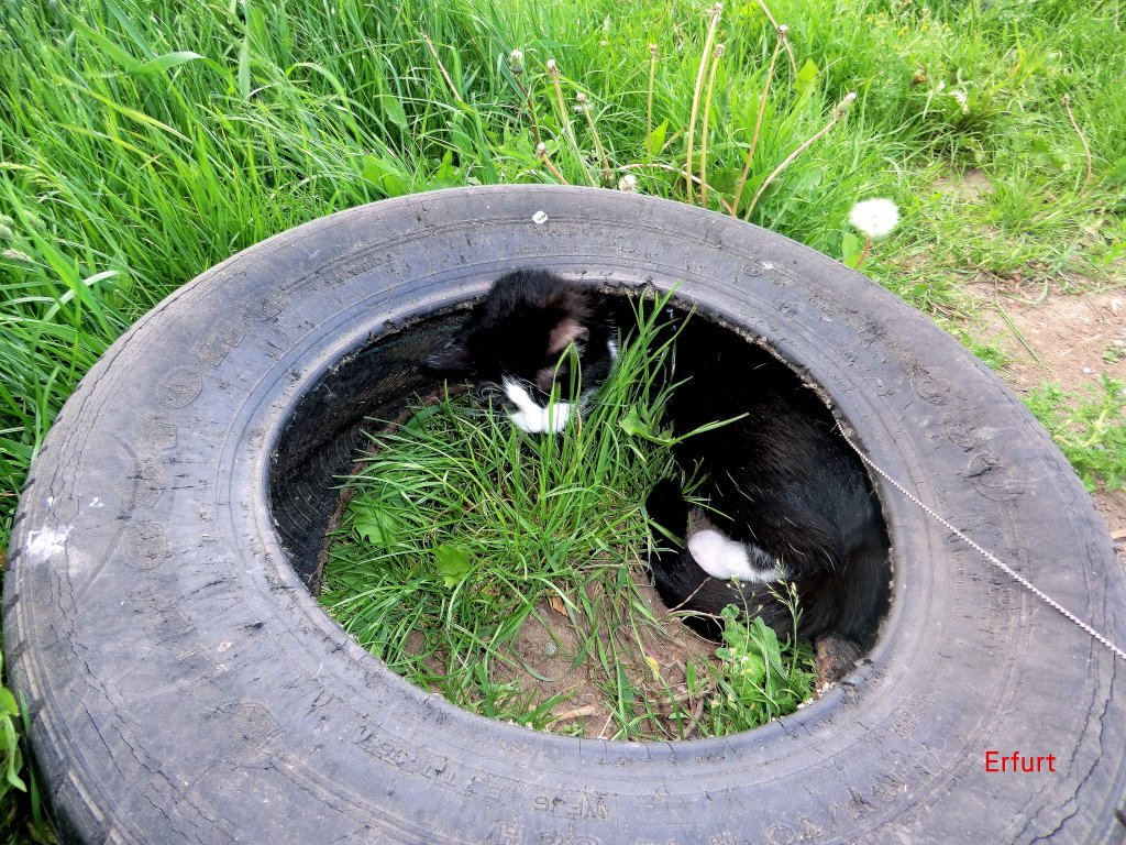 Kitty im Reifen