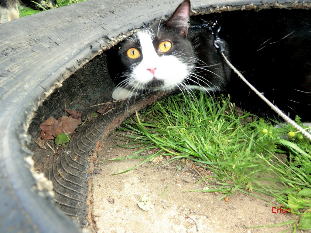 Kitty im Reifen