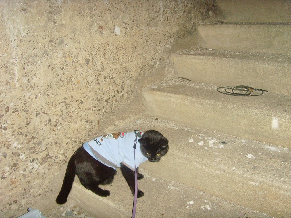 Maunzerle an der Treppe, 2011