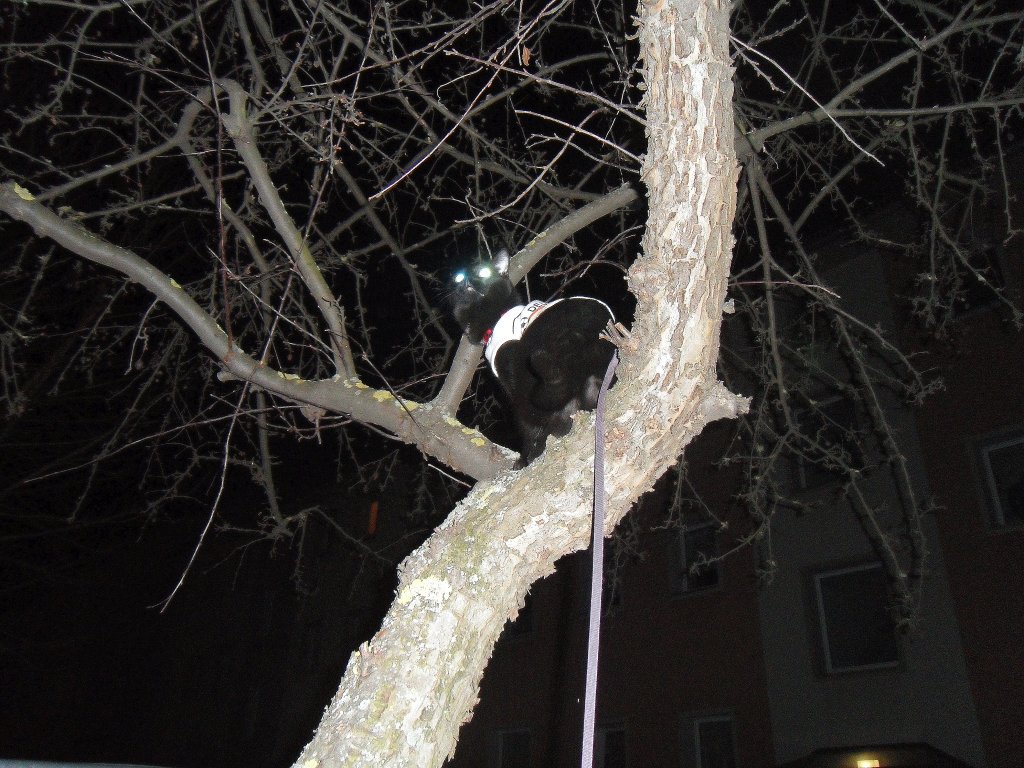 Maunzerle auf dem Baum
