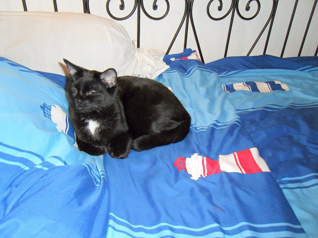Maunzerle auf dem Bett, 2010