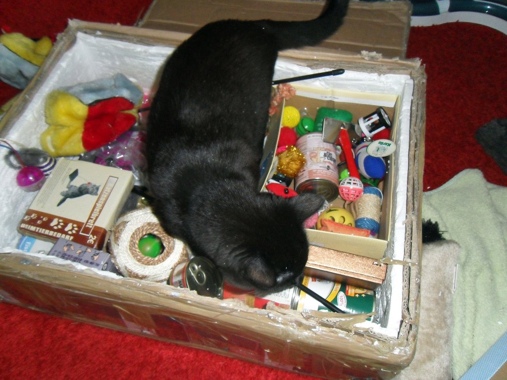 Maunzerle auf dem Katzenpaket