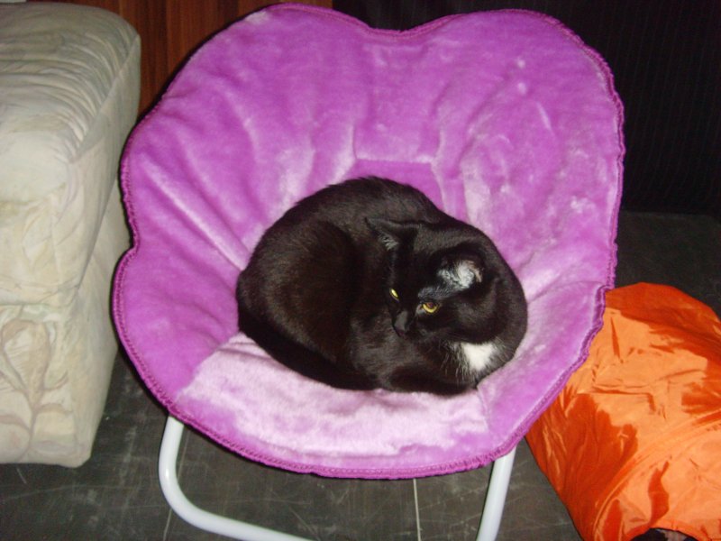 Maunzerle auf dem Sessel, 2010