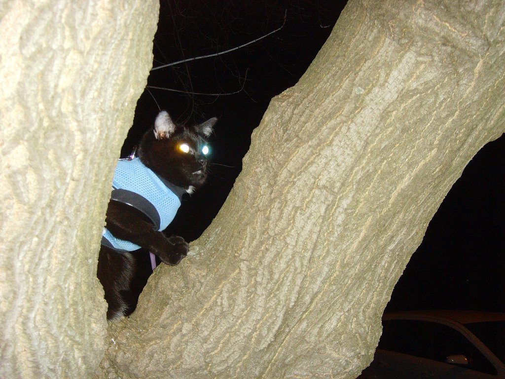 Maunzerle im Baum, 2011