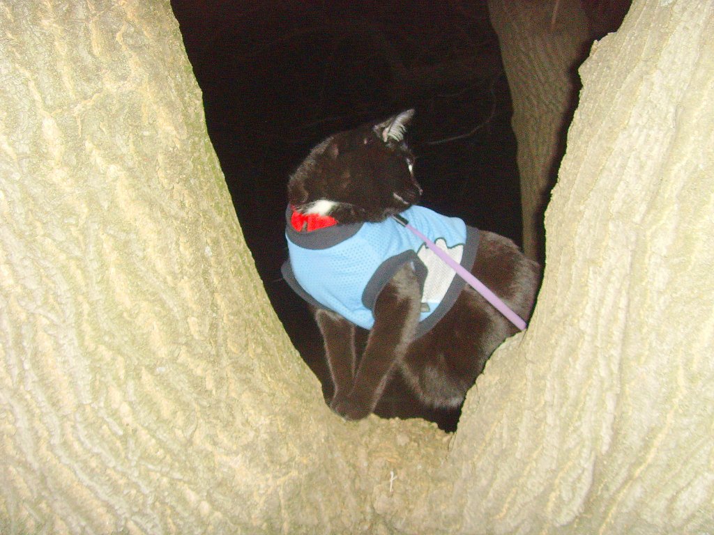 Maunzerle im Baum 2011