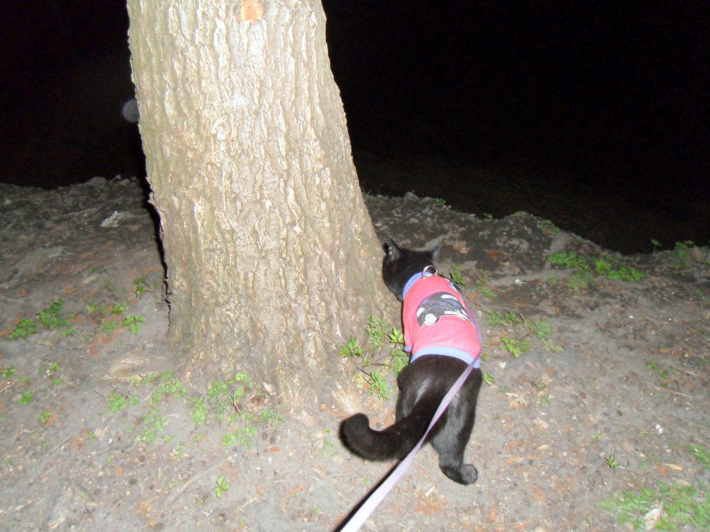 Maunzerle beim Nachtspaziergang 2011