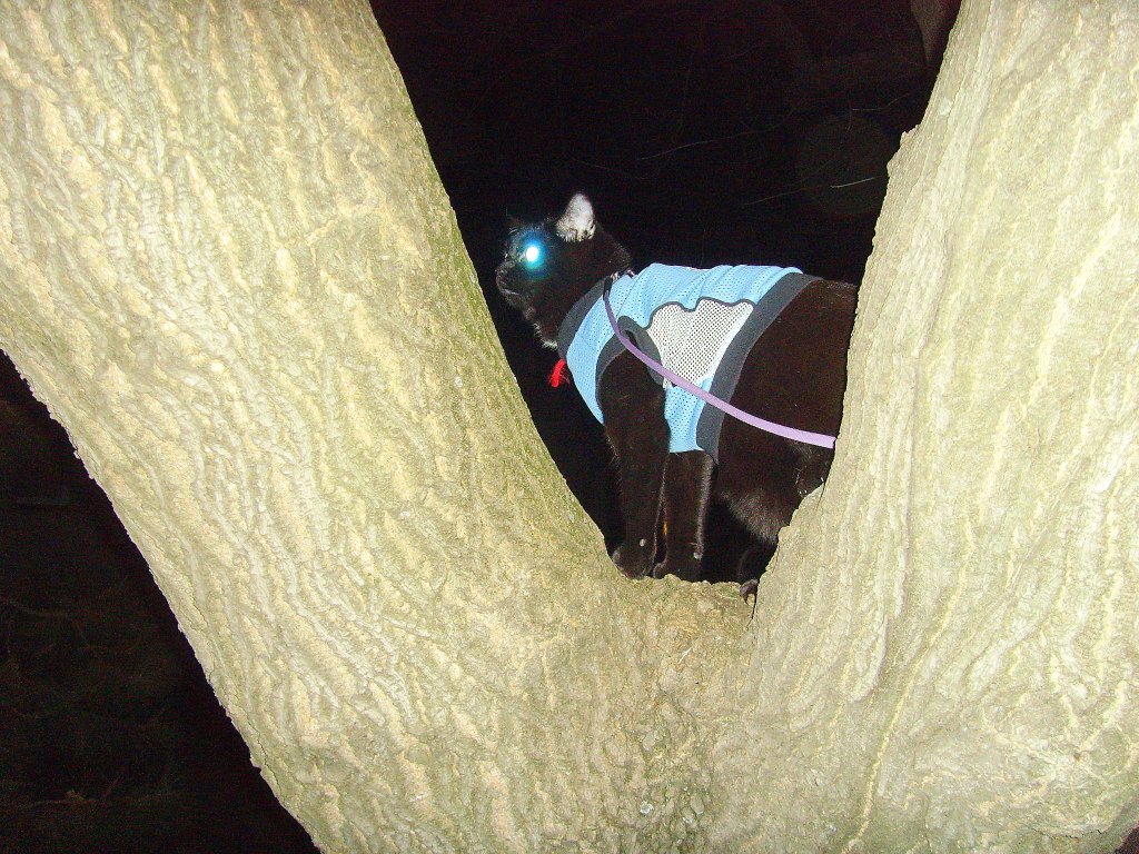 Maunzerle besteigt einen Baum 2011