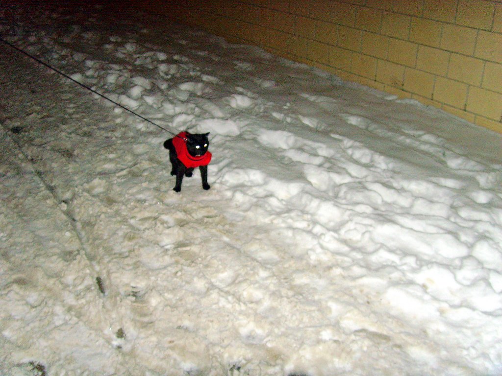 Maunzerle in der Eisslebener Strasse, Dezember 2010