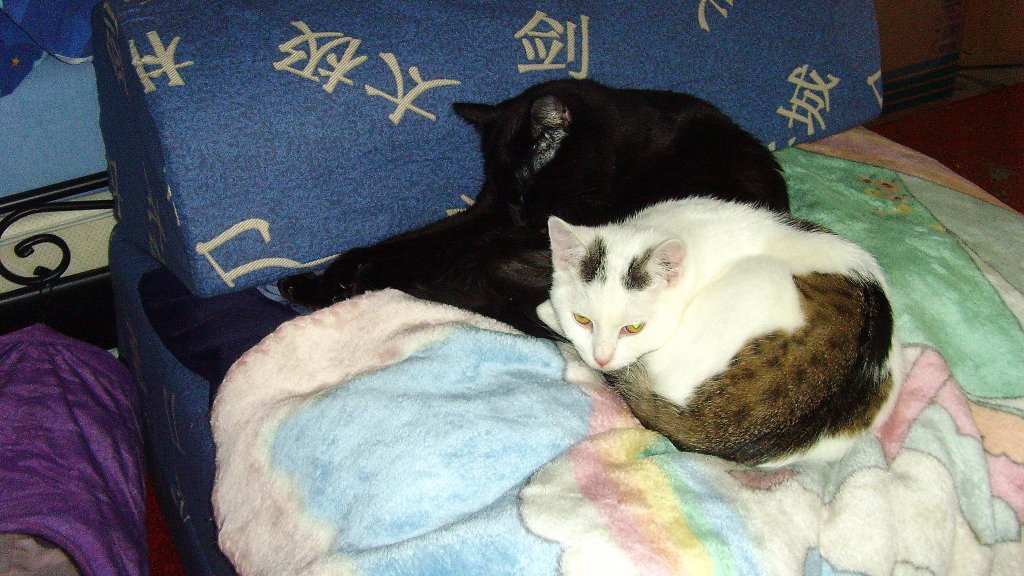 Maunzerle und das Katzenkind 2010