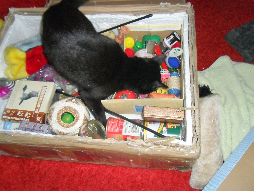 Maunzerle und das Katzenpaket, 2010