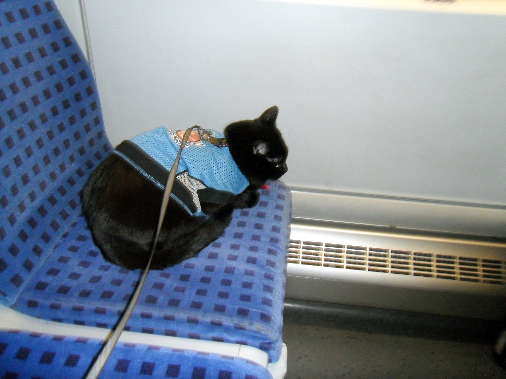 Maunzerle reist im Triebwagen, 28-8-2010