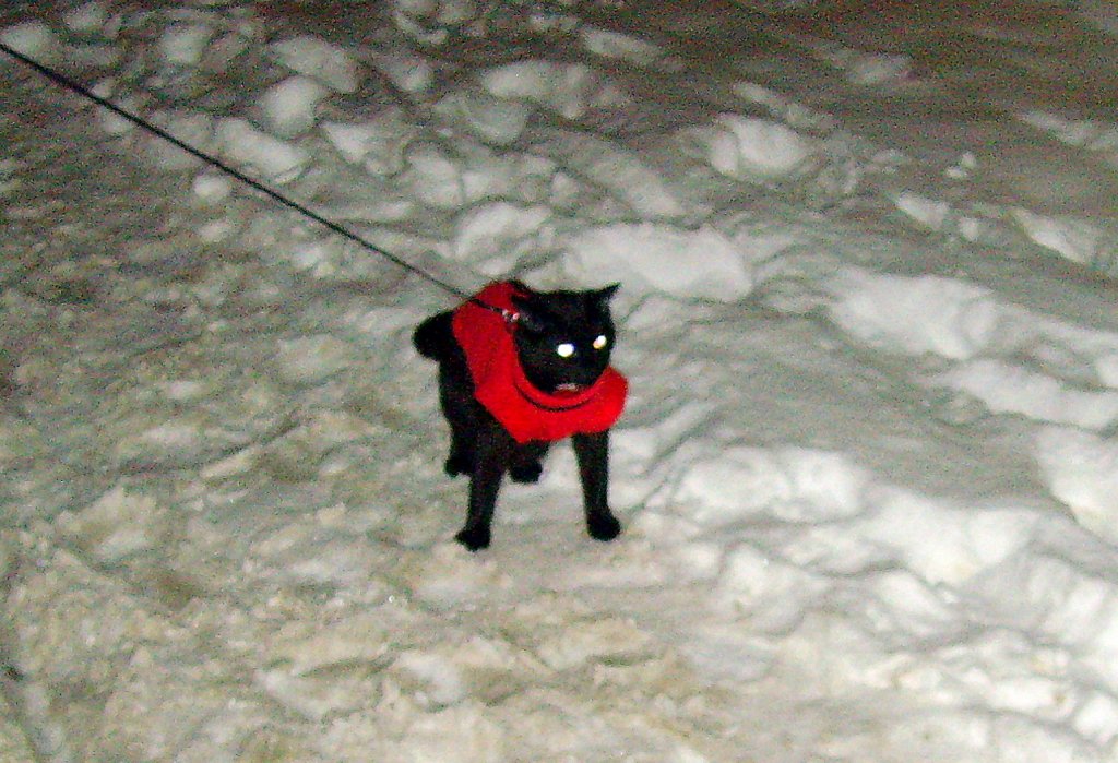 Maunzerle im Schnee nach Mitternacht, 6.12.2010