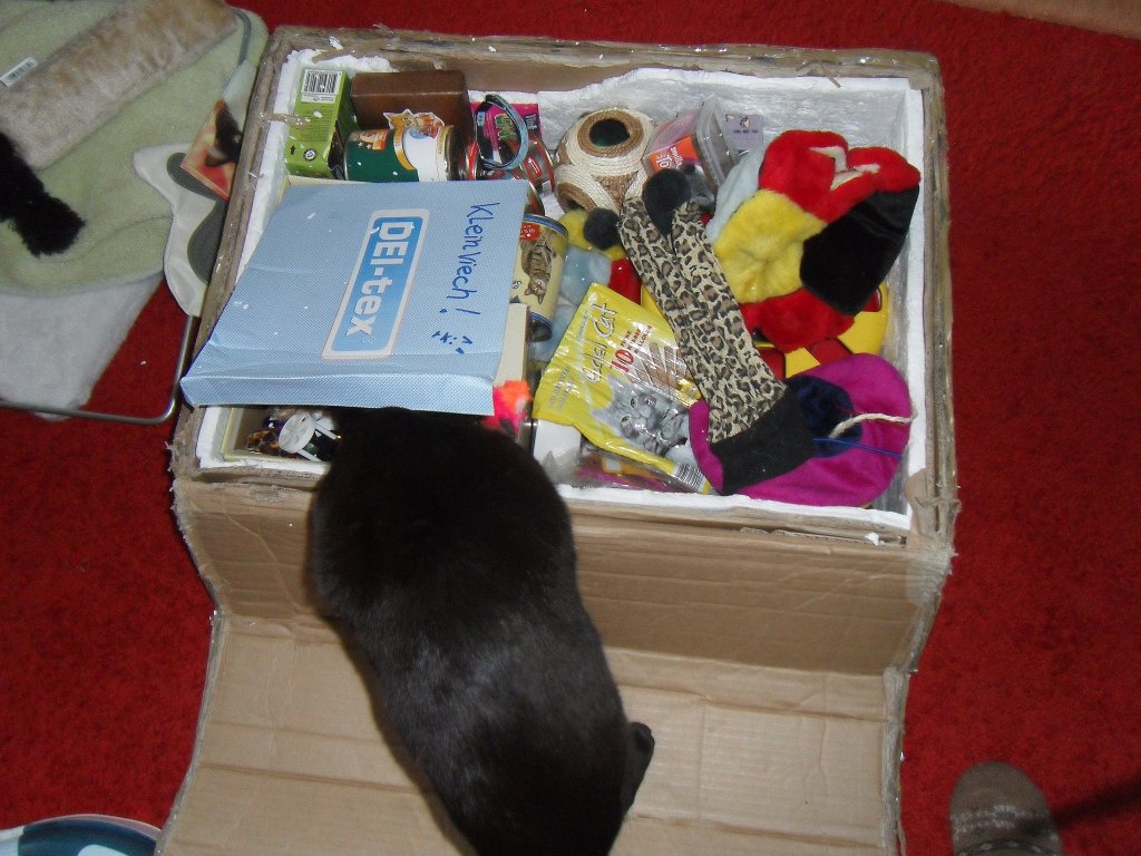 Maunzerle untersucht das Katzenpaket