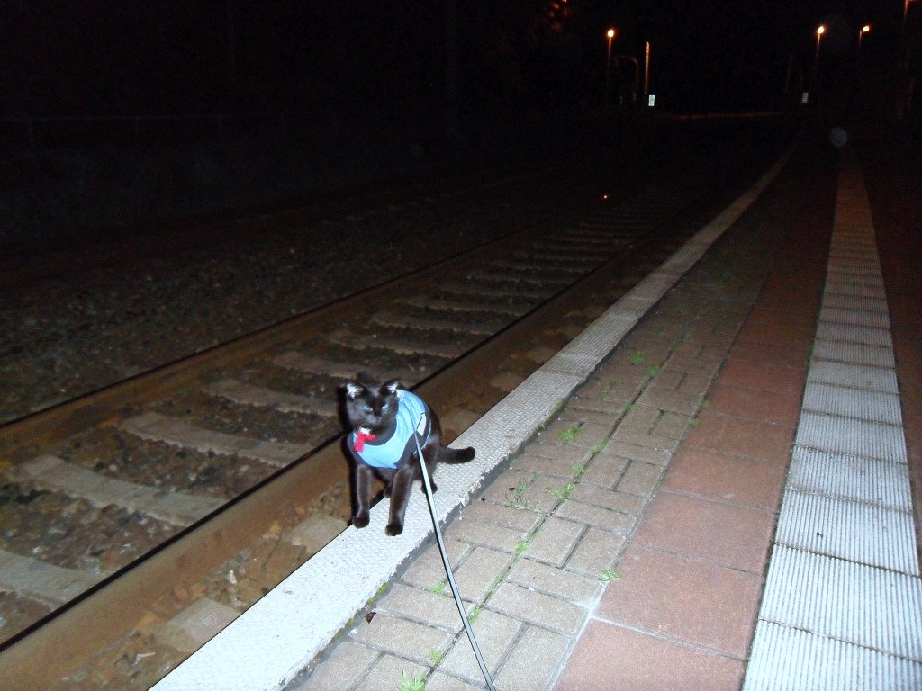 Maunzerle wartet auf dem Zug nach hause, 28-8-2010