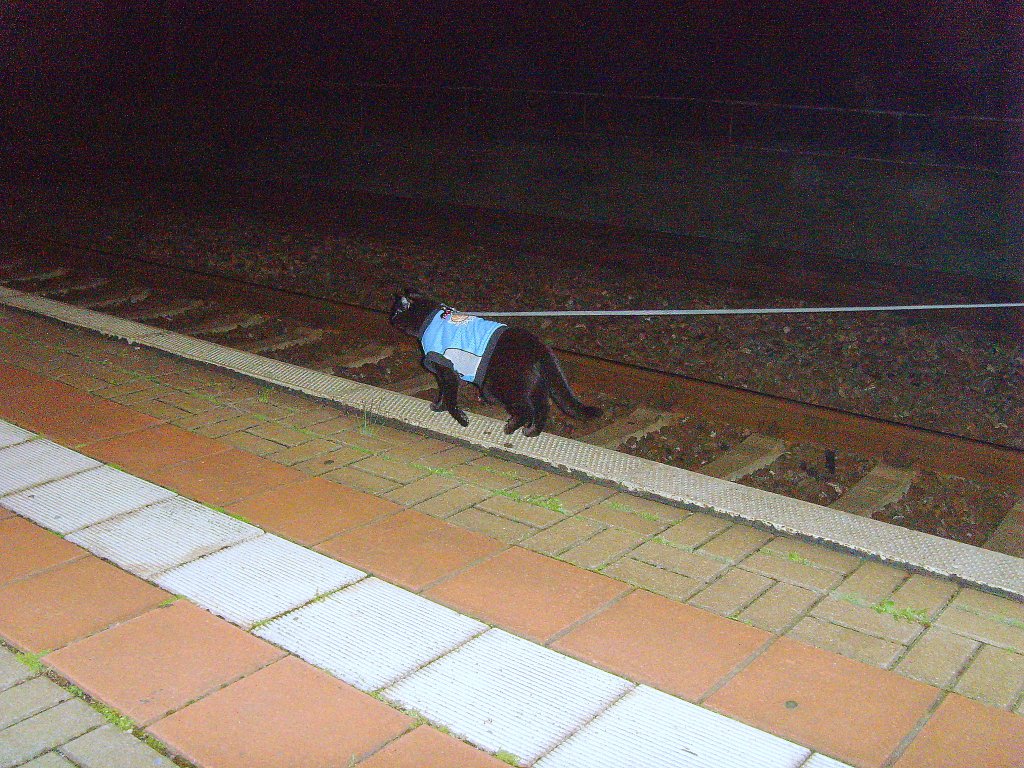 Maunzerle wartet auf dem Zug, Bhf Kaulsdorf 28-8-2010