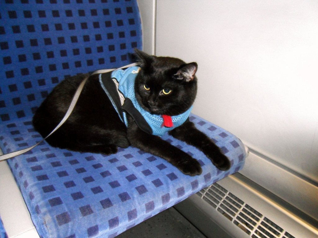 Maunzerle im Zug von Saalfeld nach Erurt, 2010
