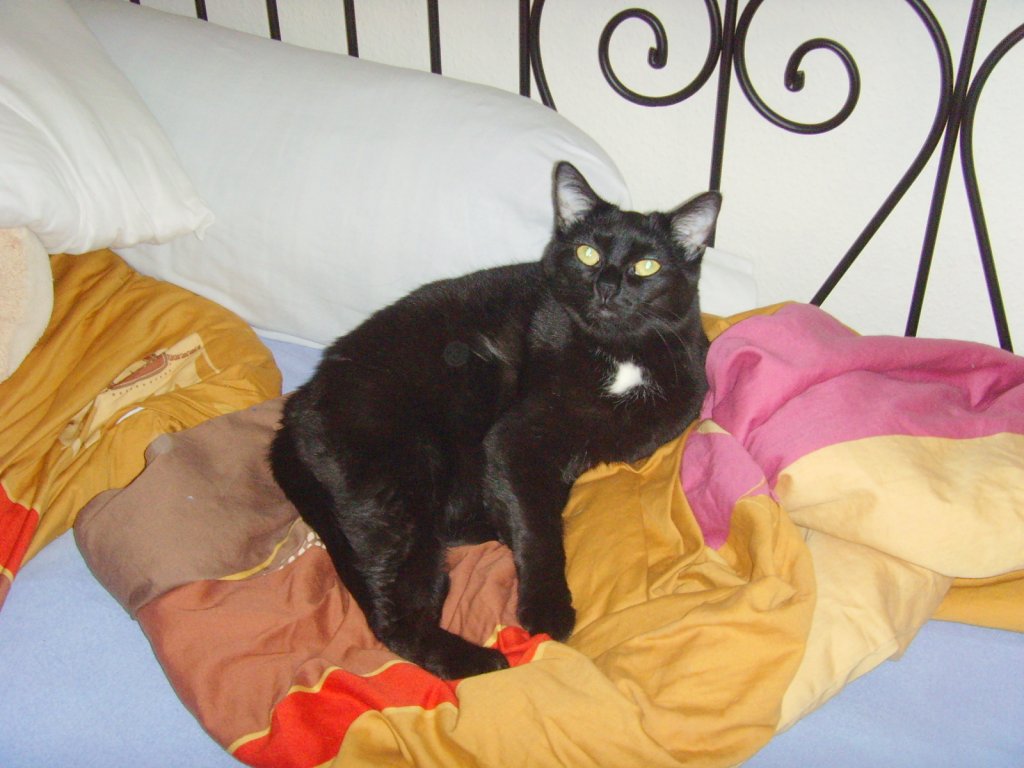 Maunzimaunz auf dem Bett 2010