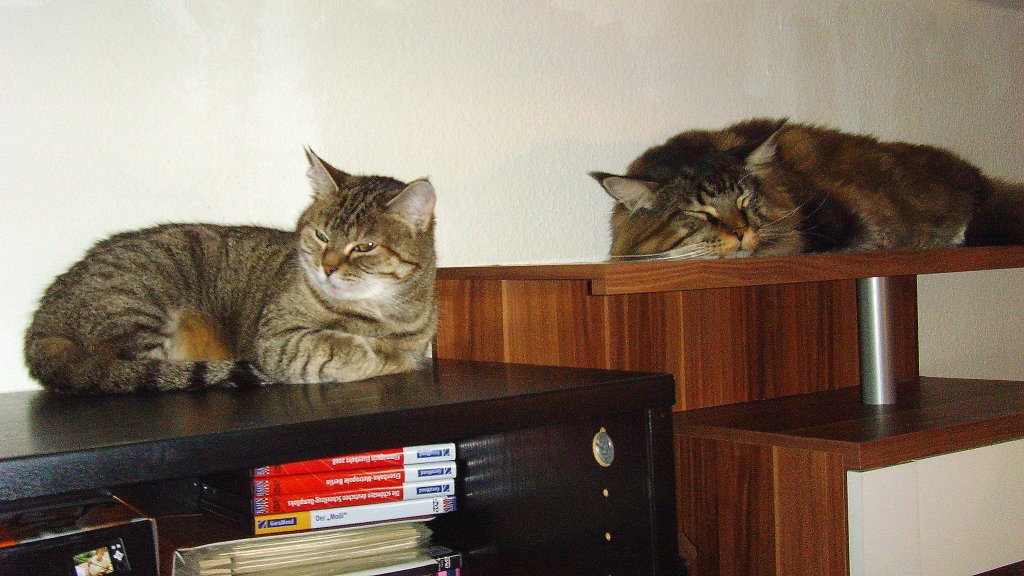 Mausi und Joschi auf den Schrnken, 2010