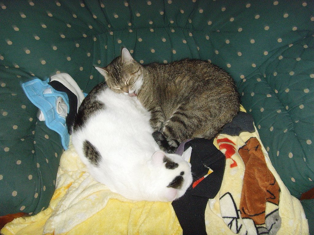 Mausi und das Katzenkind