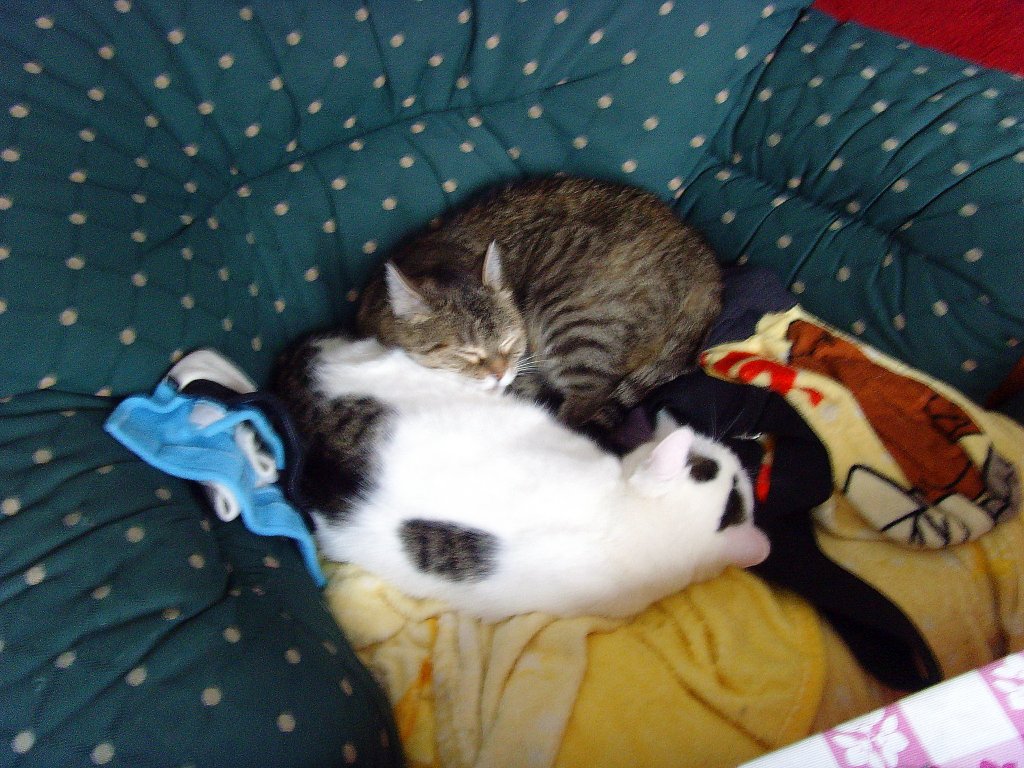 Mausi und das Katzenkind im Januar 2011