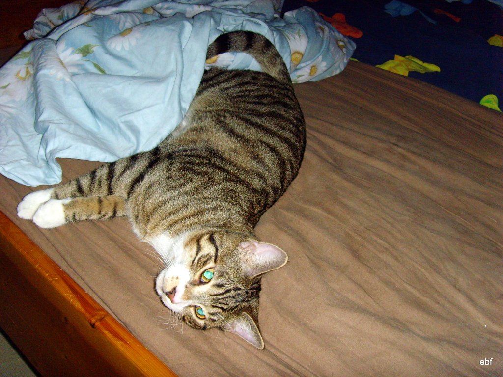 Miau 2007