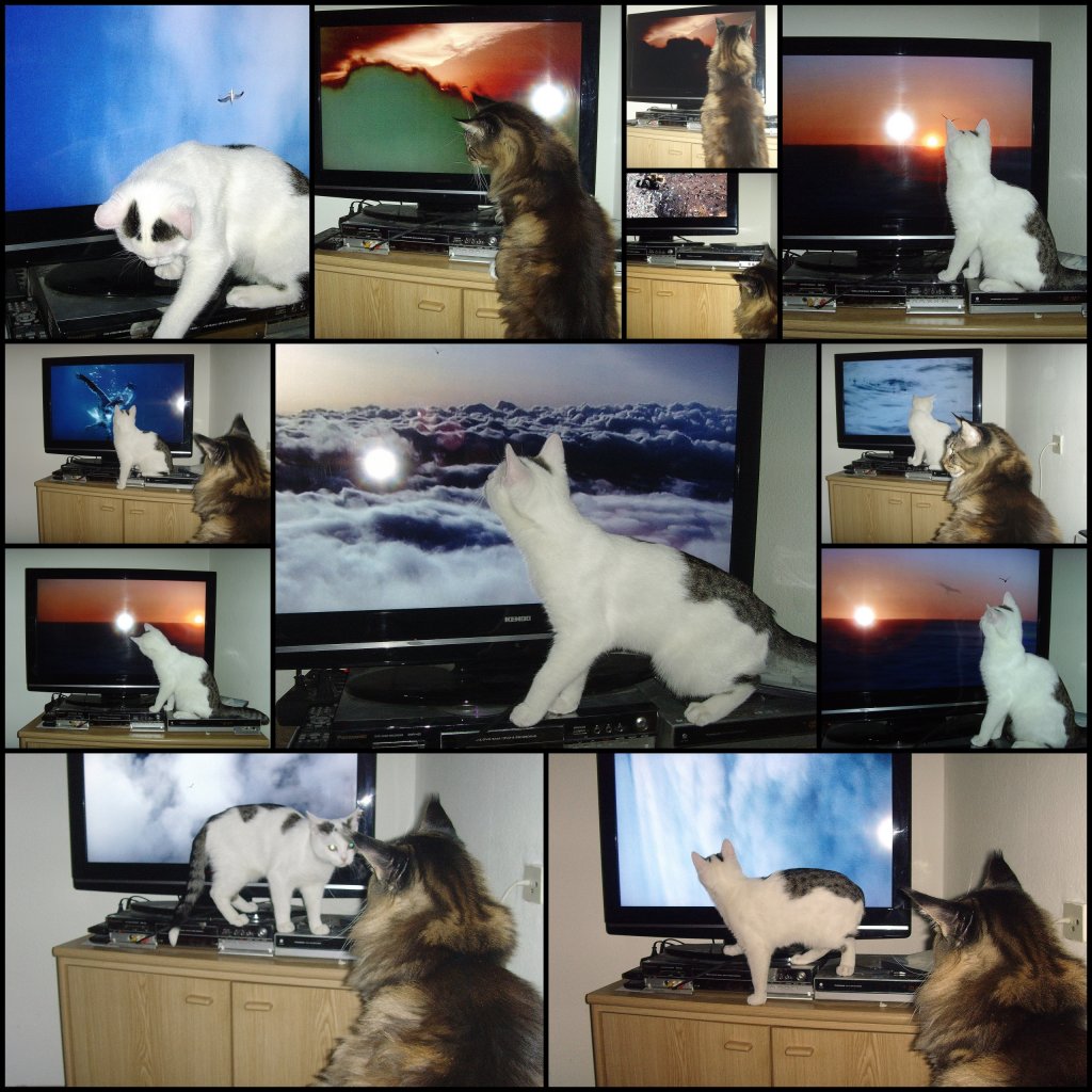 Montage Fernseh-Katzen