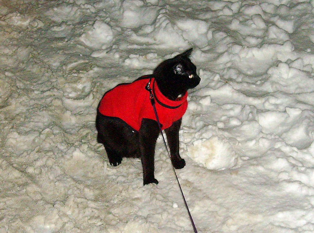 Nachteule Maunzerrle im Schnee, Dez. 2010