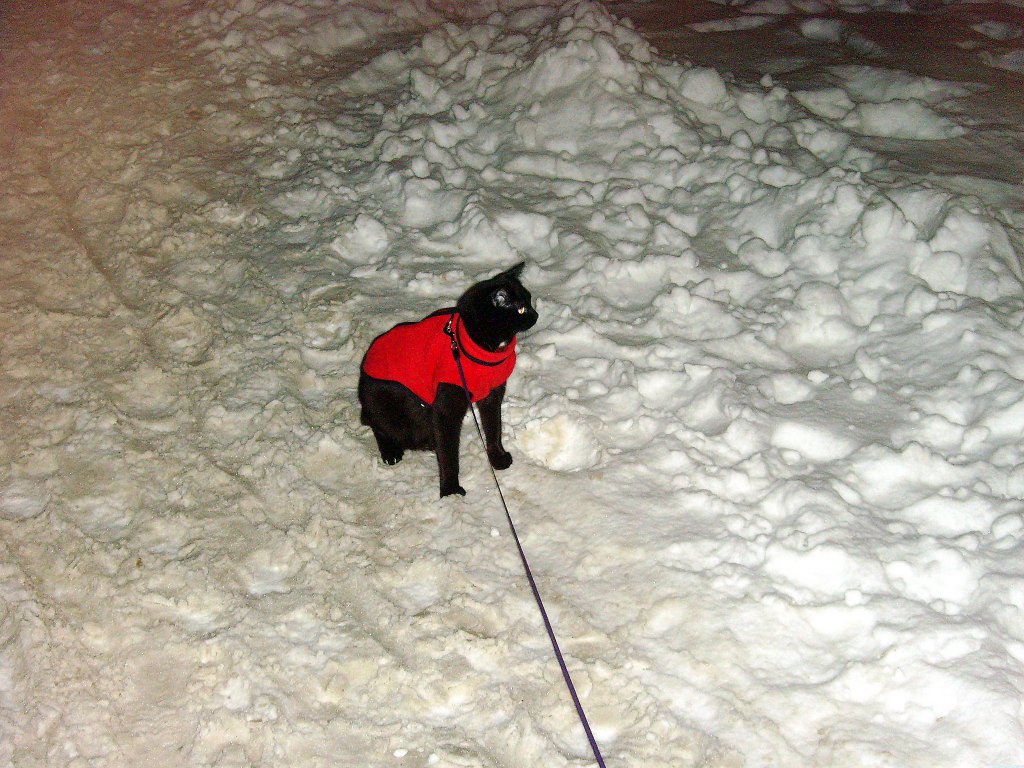 Schneegeist Maunzerle nach Mitternacht, Dez. 2010