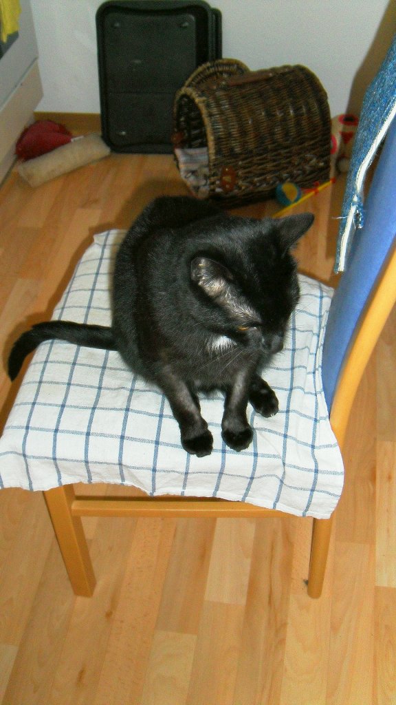 Timi und sein Stuhl