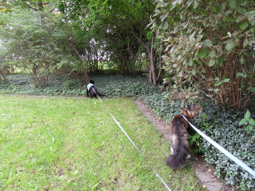 Zwei Katzen auf der Hofwiese, 2010